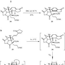 Pdf Total Synthesis Of The Daphniphyllum Alkaloid Daphenylline