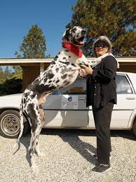 Tallest Dog Ever Guinness World Records