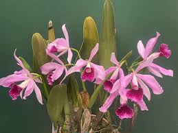 Image result for Polystachya purpureobracteata