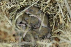Usually she will come back into the nest and feed her babies until they are old enough to. Mouse Facts How Many Baby Mice Are In A Litter