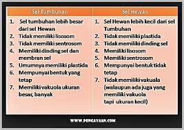 Lisosom ini hanya dimiliki oleh sel hewan saja vakuola dapat dijumpai pada beberapa jenis hewan yang bersel satu, seperti halnya paramecium dan amoeba. Persamaan Sel Hewan Dan Sel Tumbuhan Serta Fungsinya Pengayaan Com