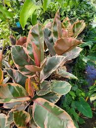 Image result for Ficus elastica