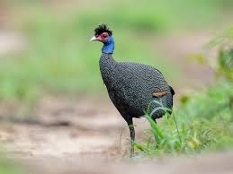 Image result for Pouzolzia guineensis