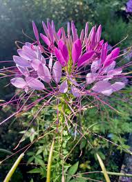 Image result for Cleome