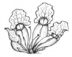 Black And White Images Of Pitcher Plant Carnivorous Plants Coloring Pages Carnivorous Plants Plant Pictures Coloring Pages