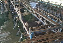A comprehensive and effective marketing tool to promote the awareness of halal certification and showcase the wide plethora of halal products and services in malaysia. About Eco Yap Fresh Milk Made In Sabah