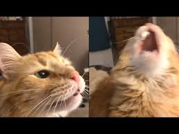 We did not find results for: Cat Has The Worst Brain Freeze Youtube