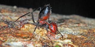 Find the perfect camponotus stock photo. Aufopferungsvolle Ameisen Explodieren Um Feinde Abzuwehren Natur Derstandard De Wissen Und Gesellschaft