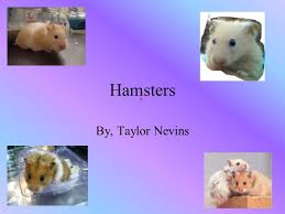 We gather all ads from hundreds of classified sites for you! Hamsters By Taylor Nevins Hamsters Our Cuddly Furry Friends Syrian Hamsters Mesocricetus Auratus Long Hair Short Hair Black Bear Honey Bear Ppt Download