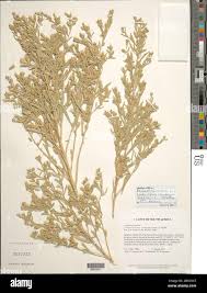 Image result for Pechuel-Loeschea leubnitziae