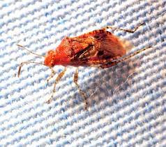 Bed bugs are being found from the east to the west coast and everywhere in between. Donating Our Raleigh Nc Bed Bug Remediation Services This Holiday Season Capital Pest Services Inc