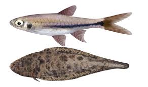 We did not find results for: Berikut Ini Temuan Baru 8 Spesies Ikan Air Tawar Di Jambi Mongabay Co Id Mongabay Co Id