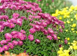 Creer Un Massif De Chrysanthemes Chrysanthemes Marguerite Fleur Idees Jardin