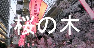 Maybe you would like to learn more about one of these? Top 30 Sakura Tree Gifs Find The Best Gif On Gfycat