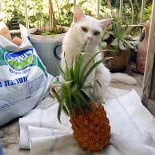I want to make this apple jicama coleslaw.the sauce calls for pineapple but i have an allergy. Can Cats Have Pineapple Cat Breed Selector