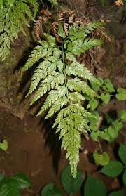 Image result for Asplenium laurentii