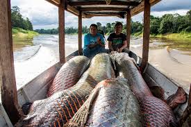 All fish listed are either world records or have been accurately calculated. The Pirarucu The Giant Prized Fish Of The Amazon