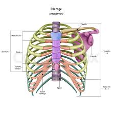 They are located in the chest, either side of the mediastinum. Bones Of The Human Chest Rib Cage Stock Vector Colourbox