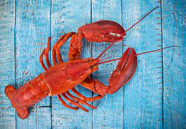 How To Store A Live Lobster