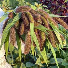 Image result for Setaria italica