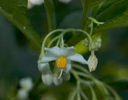 Image result for Solanum litoraneum