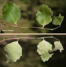 Image result for Maytenus undata