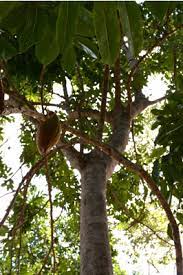 Black beans, also known as turtle beans, tampico beans, or mexican black beans, are hardy and tasty beans that make a nutritious addition to many dishes. Castanospermum Australe Black Bean Tree