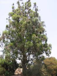 Image result for Eucalyptus cloeziana