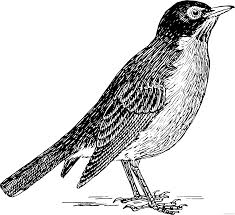 This bird is active mostly during the day and assembles in large flocks at night. Robin Bird Coloring Pages Robin2 3147 Printable Coloring4free Coloring4free Com