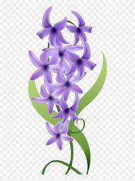 They grow in pots, shrubs, small trees, and climbing vines. Violet Flower Drawing Hyacinth Clipart 5141645 Pikpng