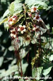 Image result for Strophanthus