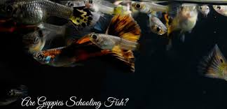 In captivity, schooling fish need to have at least four to six to create a comfortable school. Are Guppies Schooling Fish Dr Guppy