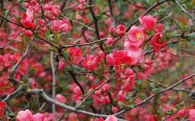 Maybe you would like to learn more about one of these? The Best Plants For Winter Garden Colour David Domoney