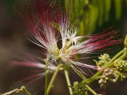 Image result for Albizia chinensis
