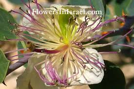 Image result for Capparis citrifolia