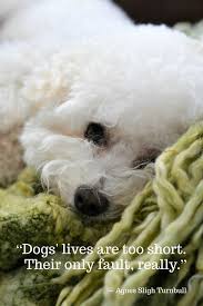 Black Bichon Frise Puppy Dogs Lives Are Too Short Dogs Life Is Short Bichon Frise