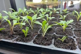 Maybe you would like to learn more about one of these? Growing Dahlias From Seed The Flowering Farmhouse