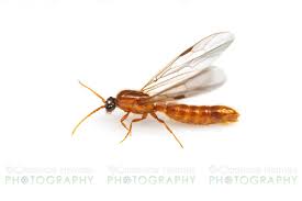 Image result for Manniella