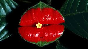 5 De Las Flores Mas Raras Hermosas Y Hasta Peligrosas Del Mundo Bbc News Mundo