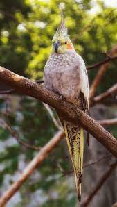 Your Cockatiel Is Screaming All The Time Let Us Help You With That Here Are 7 Reasons Why Your Cockatiel Is Screaming Cockatiel Cockatiel Care Pet Birds
