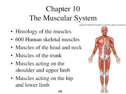 Choose from 500 different sets of flashcards about neck muscles human anatomy shoulder on quizlet. Ppt Chapter 10 The Muscular System Powerpoint Presentation Free Download Id 3100334