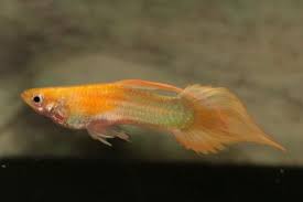 Pin By Trent Lee Rackley On Guppies Guppy Fish Aquarium Fish Betta Aquarium