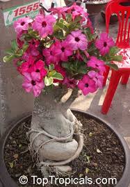Image result for Adenium swazicum