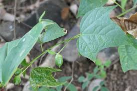 Image result for Azanza lampas