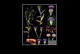 Image result for Ethulia