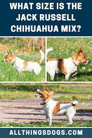 Jack Russell Chihuahua Mix Size Jack Russell Chihuahua Mix Chihuahua Mix Jack Russell