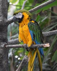 Image result for parrot
