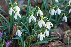 Maybe you would like to learn more about one of these? Erste Fruhlingsbilder 2021 Niarts Anastratin