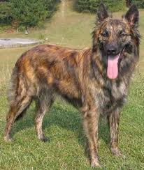 Long Hair Dutch Shepherd Dutch Shepherd Dog Beautiful Dog Breeds German Shepherd Dogs