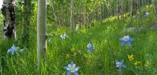 Millions of flowers bloom in unison during the spring peak, which occurred five days sooner per decade during the past 39 years of observations in the rocky mountains of colorado. Rocky Mountain National Park Hiking Activities Lodging
